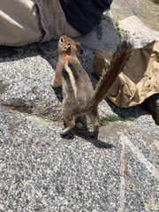 Callospermophilus lateralis