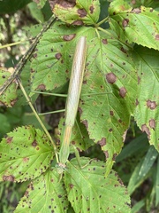 Tenodera sinensis
