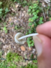 Tetrapyrgos nigripes