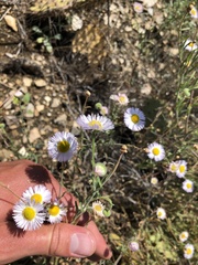 Erigeron divergens