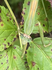 Tenodera sinensis