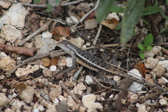 Sceloporus chrysostictus