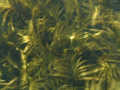 Potamogeton robbinsii