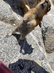 Callospermophilus lateralis