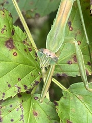 Tenodera sinensis