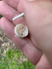 Tetrapyrgos nigripes