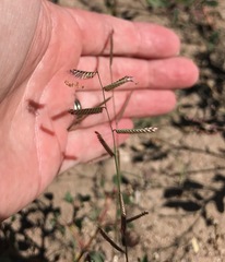 Bouteloua barbata rothrockii