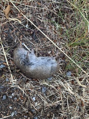 Microtus pennsylvanicus