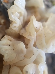 Ductifera pululahuana