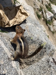 Callospermophilus lateralis