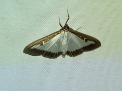 Cydalima perspectalis