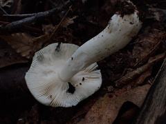 Russula crustosa