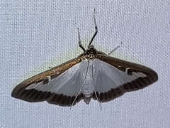 Cydalima perspectalis