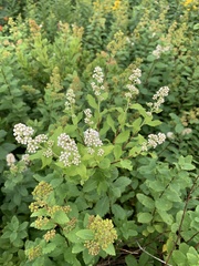 Spiraea alba