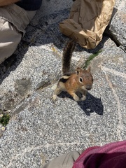 Callospermophilus lateralis