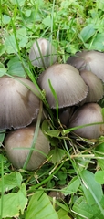 Coprinopsis