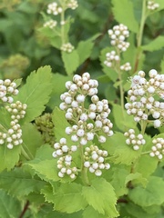 Spiraea alba