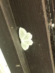 Campaea perlata