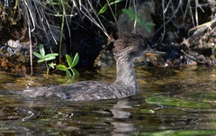 Lophodytes cucullatus