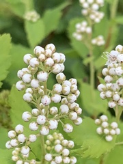 Spiraea alba