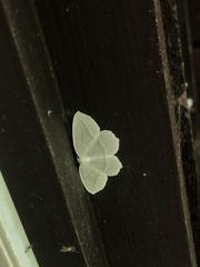 Campaea perlata