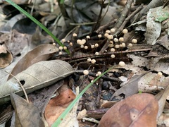 Marasmius rotula