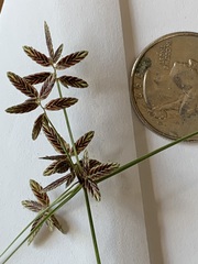 Cyperus bipartitus