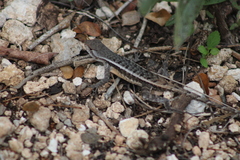 Sceloporus chrysostictus