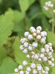 Spiraea alba