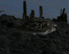 Calidris pusilla