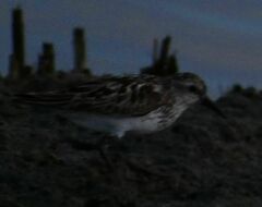 Calidris pusilla
