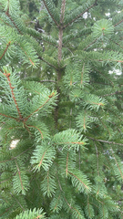 Picea glauca
