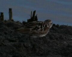 Calidris pusilla