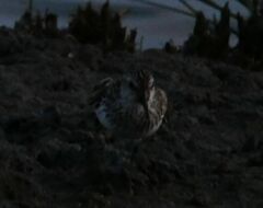 Calidris pusilla
