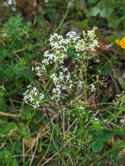 Galium mollugo