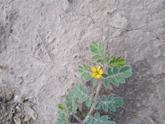 Kallstroemia parviflora