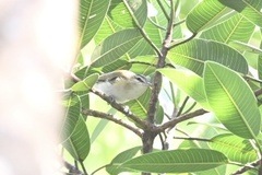 Vireo chivi