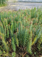 Hippuris vulgaris