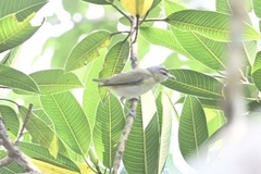 Vireo chivi