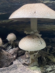 Agaricus