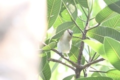Vireo chivi
