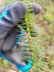 Hippuris vulgaris