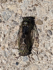 Neotibicen canicularis