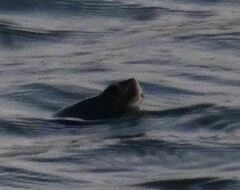 Malaclemys terrapin terrapin