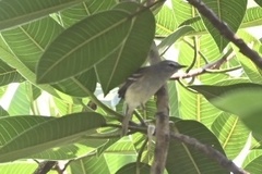 Inezia inornata