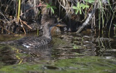 Lophodytes cucullatus