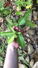 Commelina virginica
