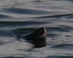 Malaclemys terrapin terrapin