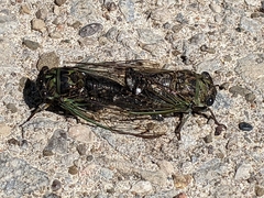 Neotibicen canicularis