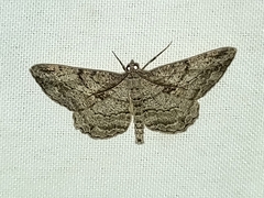 Peribatodes rhomboidaria